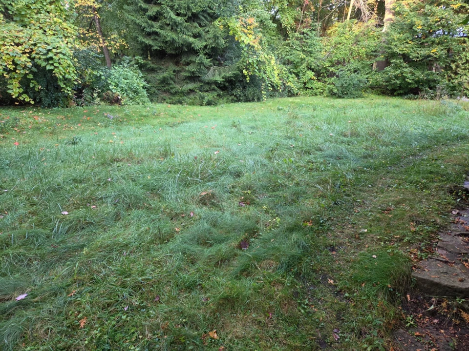 Herbe longue et dense dans la cour arrière avant le nettoyage de la pelouse à Hudson.